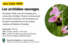 Les orchidées sauvages